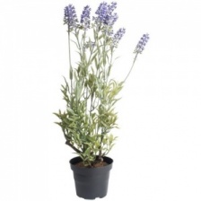 Faux Lavender Plant by Grand Illusions